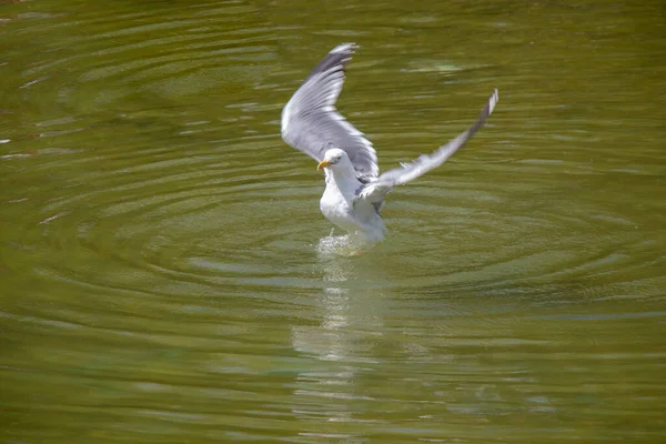 Seagulls Pond Waters Park — Stock Photo, Image