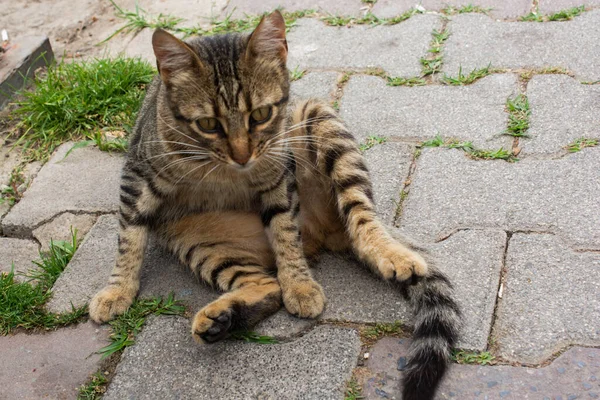 Fotos Gato Encantador Como Animal Doméstico Vista — Fotografia de Stock