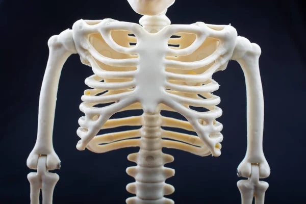 Modello Scheletro Umano Anatomia Medica Scienza Concetto Clinica Medica — Foto Stock