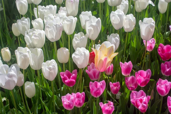 Kwitnące Tulipany Kwiaty Kwiatowym Tle Roślin — Zdjęcie stockowe