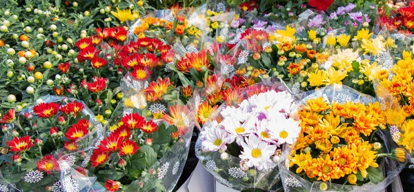 Primavera Florescendo Flores Vaso Uma Loja Flores — Fotografia de Stock