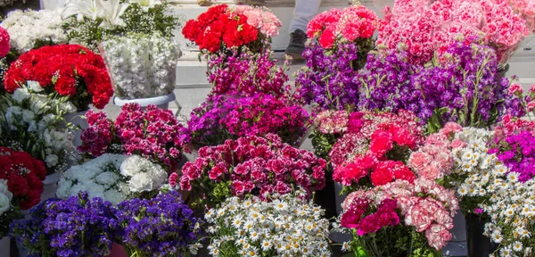 Fioritura Bellissimi Fiori Naturali Freschi Colorati Vista — Foto Stock