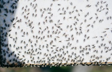 Uçan karınca sürüsü beyaz bir arkaplanda toplanır.