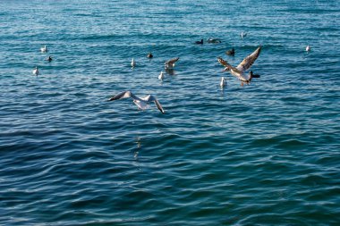 Martılar deniz sularının üzerinde ve üzerinde