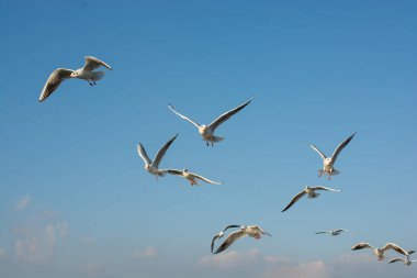 Martılar mavi gökyüzünde uçuyor