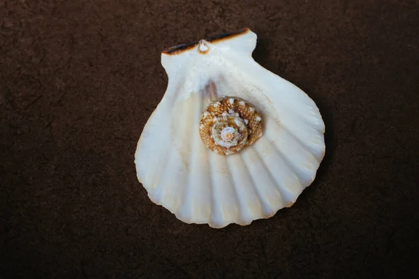 Přírodní Makro Textura Mušlí Textura Pozadí Seashells — Stock fotografie