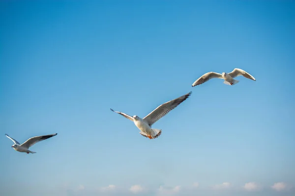 Gaivotas Voam Céu Azul — Fotografia de Stock