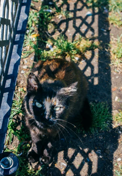 Bilder Den Vackra Katten Som Husdjur Sikte — Stockfoto