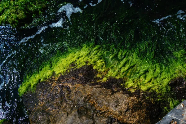 Close up of Sea Moss on Rocks by the Sea