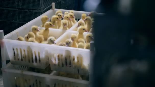Birçok küçük ördek yavrusu, büyük kuş kafesi, kümes hayvanlarının Plastik kutular içinde dolup taşıyor. — Stok video