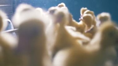 Bebek tavuk çiftliği'nde ördekler. 4k.