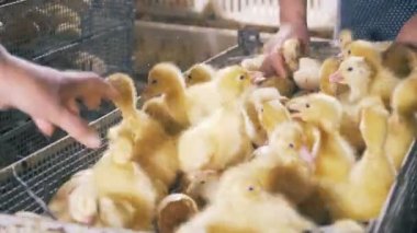 Bebek ördekler bir kapsayıcı tek tek dışarı atılıyor