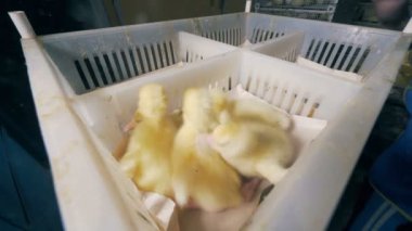 Yeni doğan ördek yavrusu bir Plastik Konteyner ayrı bölümlere konur