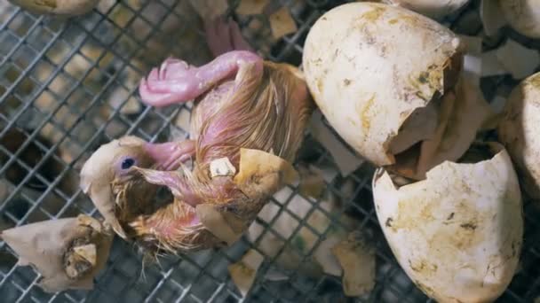 New-born duckling is lying near broken eggshell — Stock Video