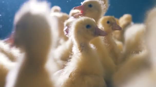 Plenty of ducklings are swarming and quacking — Stock Video