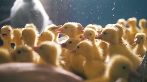 Recipiente com patos de bebê quacking está sendo removido — Vídeo de Stock