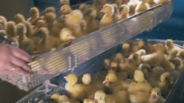 Trabajadores de Henhouse están bajando una de las cajas con patitos — Vídeos de Stock