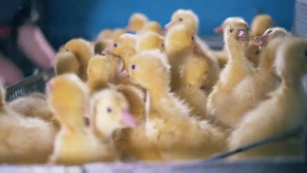 Little ducklings are bustling in a metal container — Stock Video