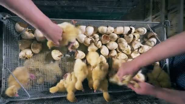 Top view of broken eggshells and ducklings being removed from them — Stock Video