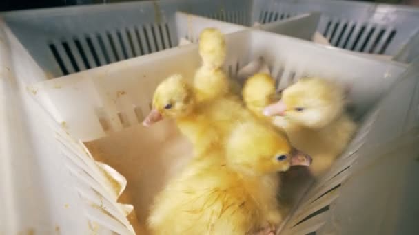 Sectors of a plastic box are getting filled with baby ducks — Stock Video