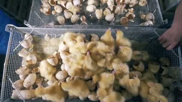 Caja con patitos está siendo reubicado por los trabajadores de gallineros — Vídeos de Stock