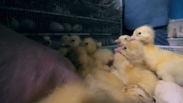 Recién nacidos patos bebé se quejan en una caja de metal y ser retirado de ella — Vídeo de stock