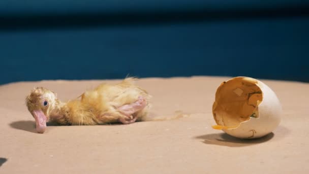 Neugeborenes schwaches Entenbaby versucht aufzustehen — Stockvideo