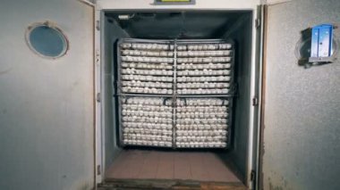 Bir pil grupta toplanan yumurta kümesi tutulur