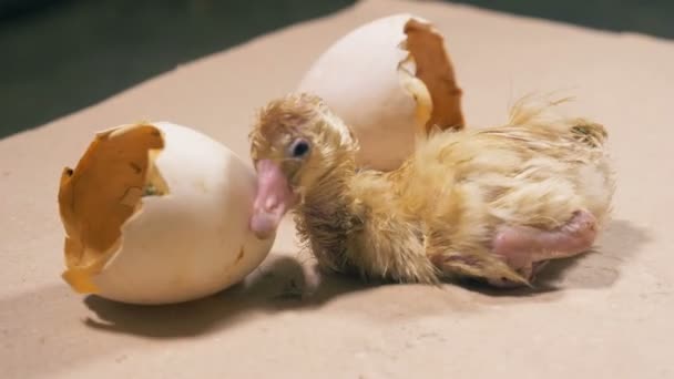 Pasgeboren baby eend is schudden in de buurt van de gebroken van de "eggshell" — Stockvideo