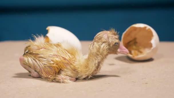 Nyligen-hatched ankungen försöker flytta ifrån av äggskal — Stockvideo