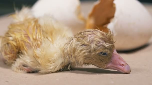 A baby duck who has just hatched from an egg is trying to make its first moves — Stock Video