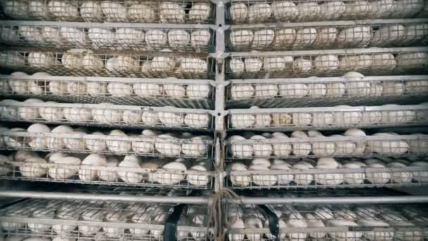 Metal containers filled with fresh white eggs — Stock Video