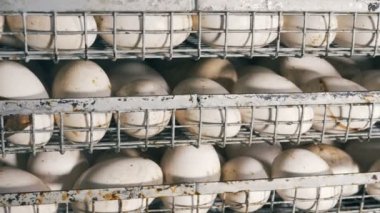 Paslı metal tepsilerinin yeni toplanan beyaz yumurta ile yakın çekim