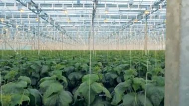 Cam evdeki huysuz gibi salatalık fidan kadar Plantation, bağlı