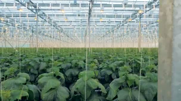 Plantación de plántulas de pepino atadas en un invernadero — Vídeos de Stock