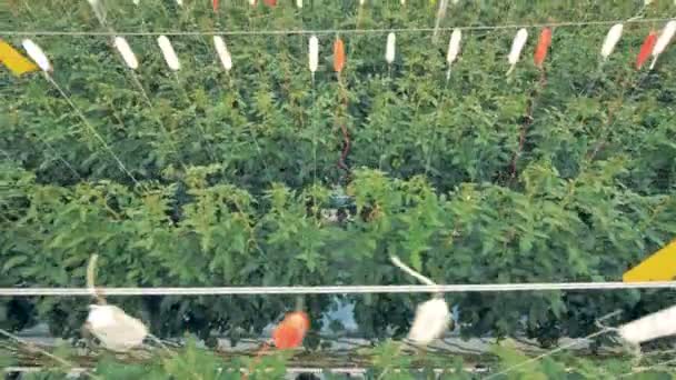 Vista Superior Talhadia Tomate Amarrada Crescendo Uma Fazenda — Vídeo de Stock
