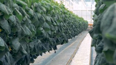 Cam evdeki huysuz gibi salatalık fidan iki satır arasında bir geçit