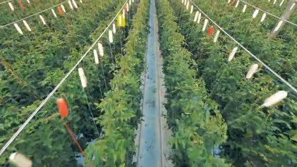 Ovanifrån av en passage mellan rader av tomat plantor i en grönska — Stockvideo