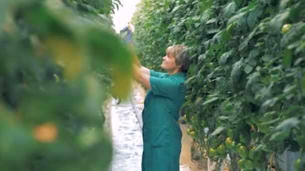 Розсаду помідорів розбризкує працівник теплиці — стокове відео