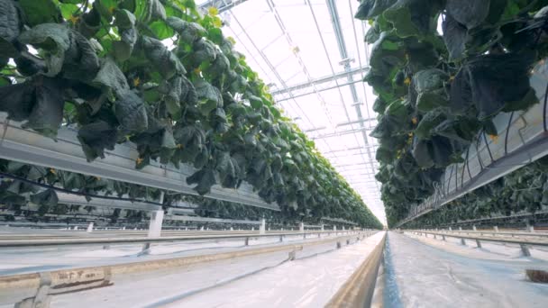 Imágenes Cámara Lenta Hojas Verdes Plántulas Invernadero Pepino — Vídeos de Stock