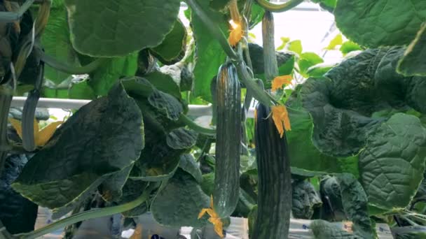 Primo piano di cetrioli morbidi e le loro foglie — Video Stock