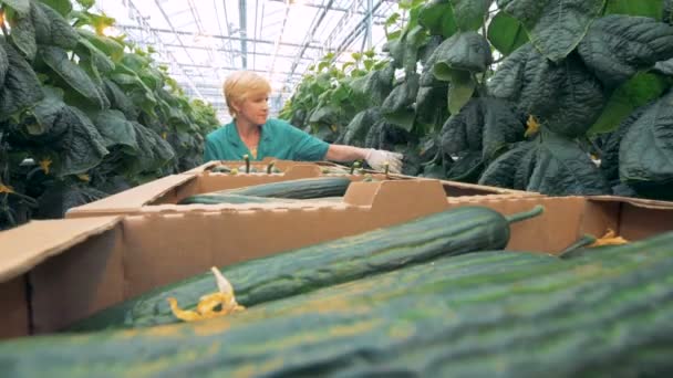 Female greenery worker is checking seedlings for mature cucumbers — Stock Video