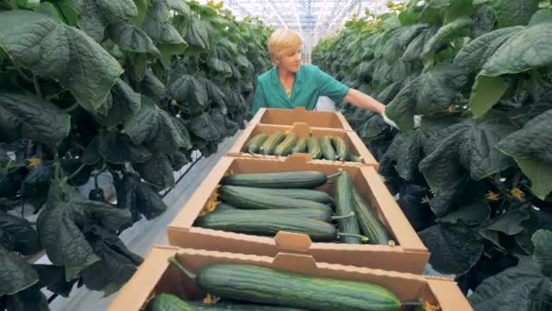 Des semis verts sont à la recherche de concombres matures par un travailleur de la serre chaude — Video