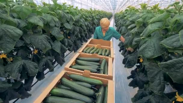 Processen av avverkning av gurkor odlas i ett växthus — Stockvideo