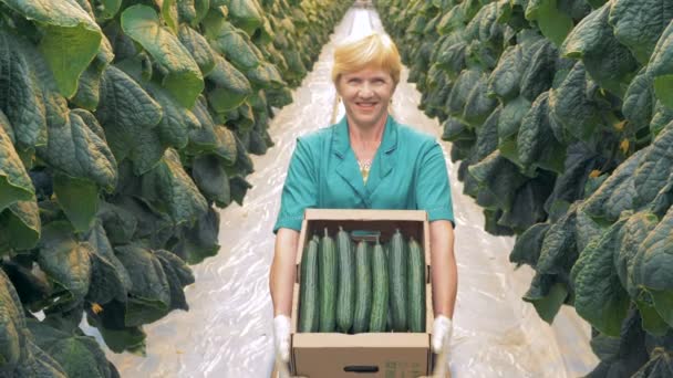 Caja de cartón llena de pepinos en las manos de un trabajador verde feliz — Vídeo de stock