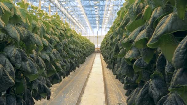 Empty space between two rows of cucumber bushes in a greenhouse — Stock Video