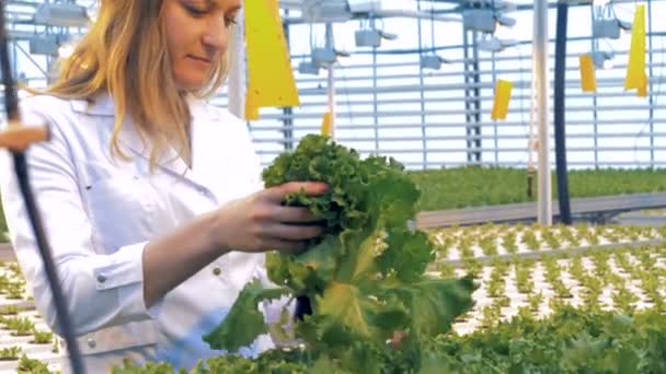 Un employé de serre soulève un pot avec de la laitue germée — Video