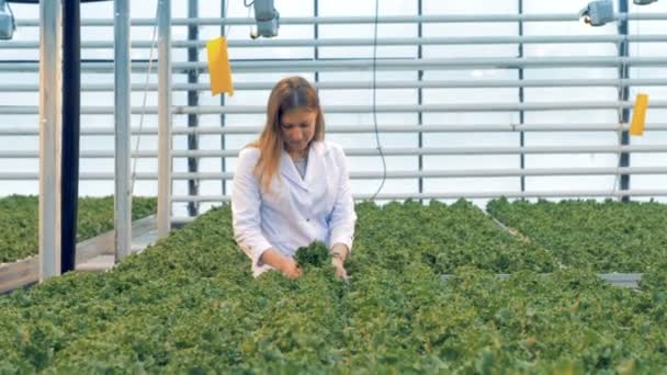 Potted seedlings of lettuce are being inspected by a female hothouse worker — Stock Video