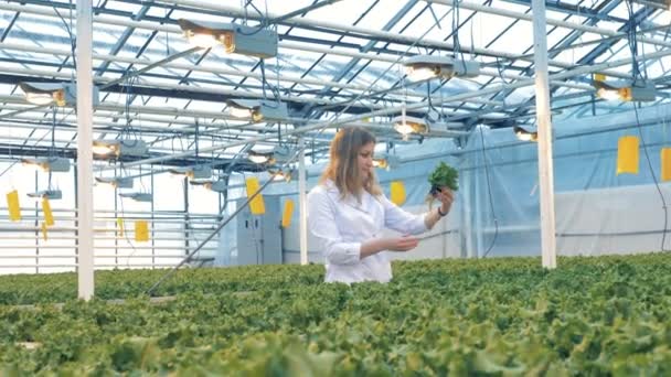 Glasshouse employé examine plusieurs pots avec de la laitue — Video