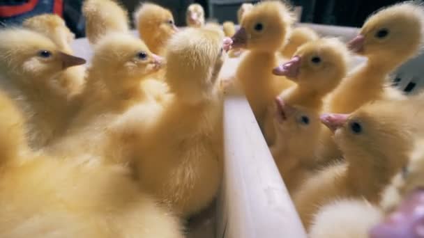 Close up of factory workers hands taking away little ducklings — Stock Video